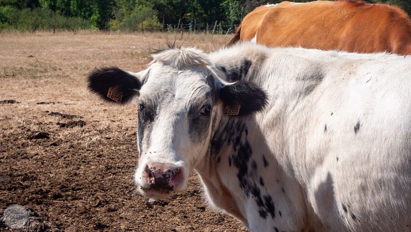 Heer (Hastière)-1-15