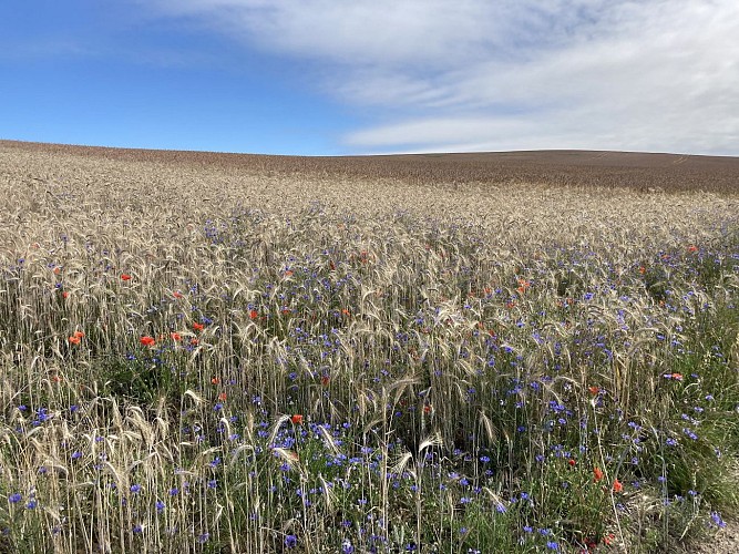 11. Promenade du Côré Monseu (2)