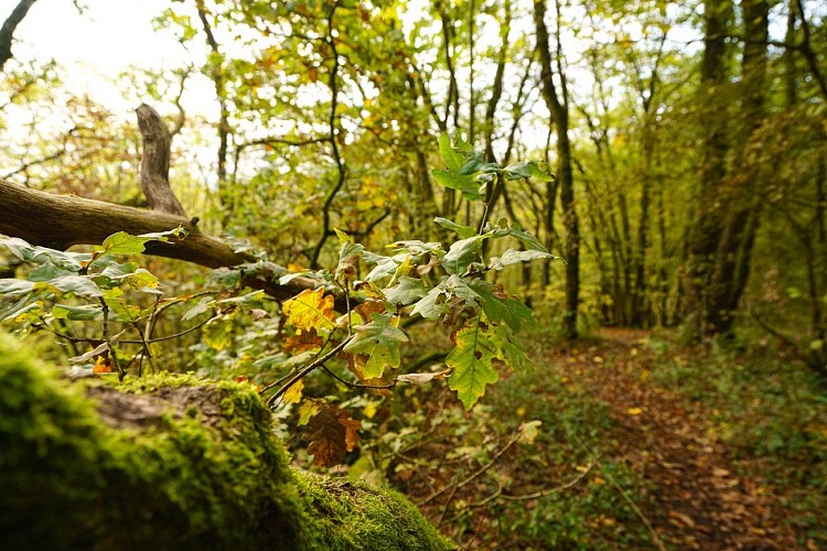 MTND_CHALEUX_18102020_002