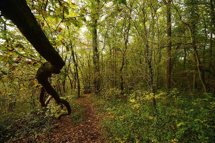 MTND_CHALEUX_18102020_001