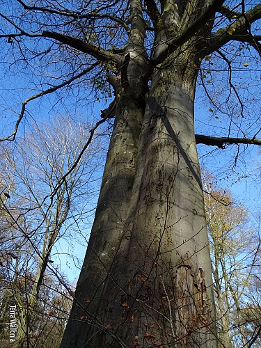 Chant de la sitelle 2