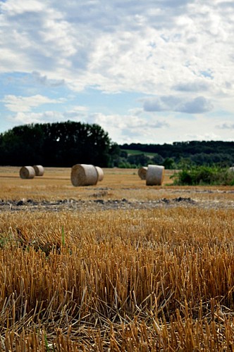 Entre Berry et Sologne