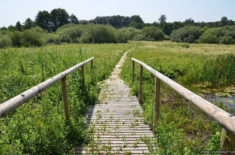 Marais Grendel_P Willems_FTLB (9)