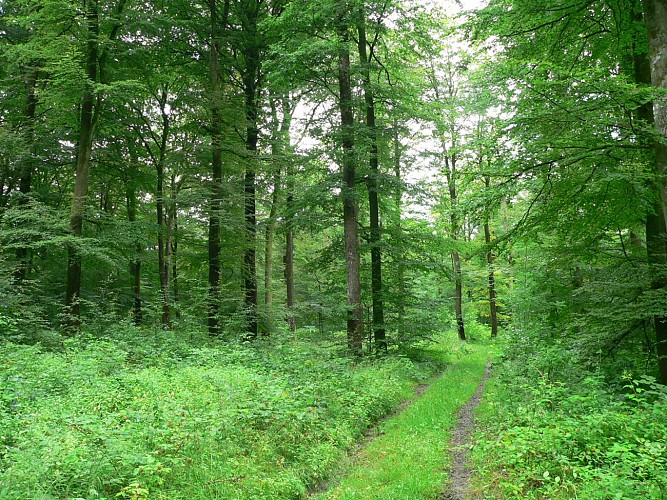 Forêt Heinstert