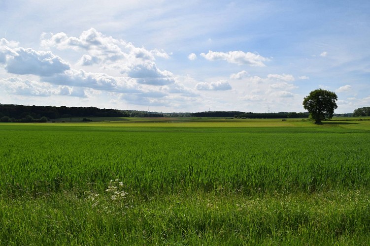 Entre Wolkrange et Sesselich - Arlon Tourisme - 1920-1280