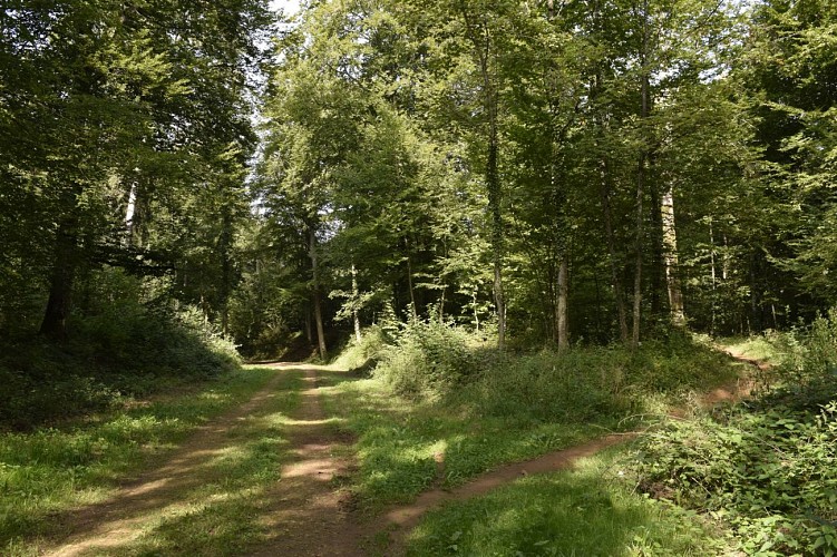 Bois Haut - Halanzy - Arlon Tourisme - 1920-1280