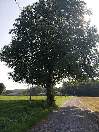 Balade de Mozet et château de Goyet