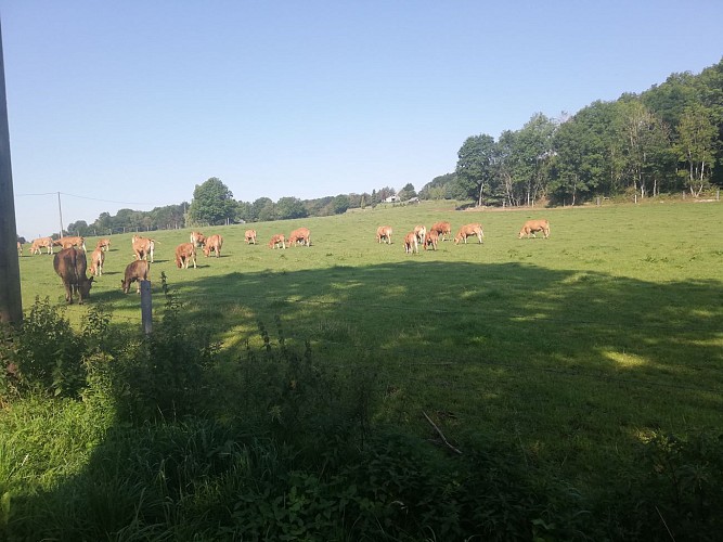 Balade de Mozet et château de Goyet