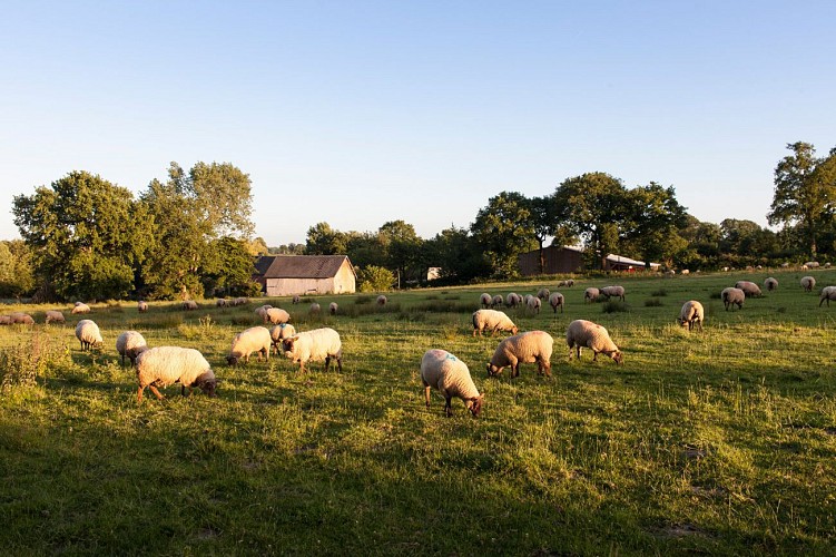 A pied - Les Vallons de Cérences