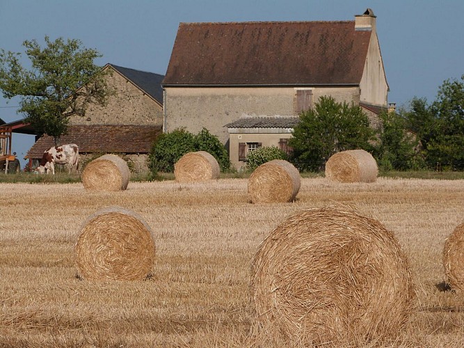 Entre Fanlac et Plazac - champs