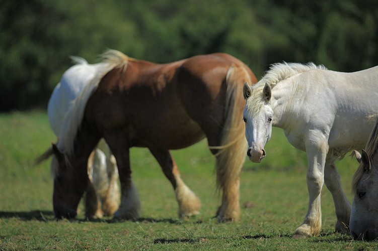 La Blanche Jument