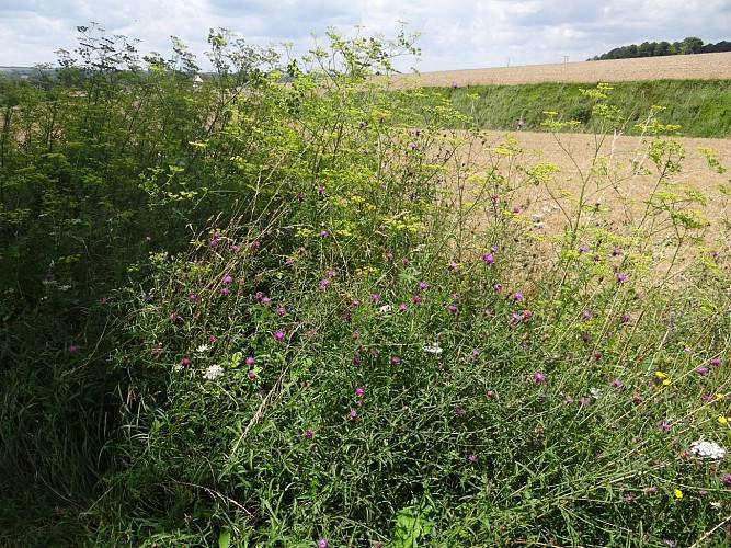 Le circuit du Bois des Six