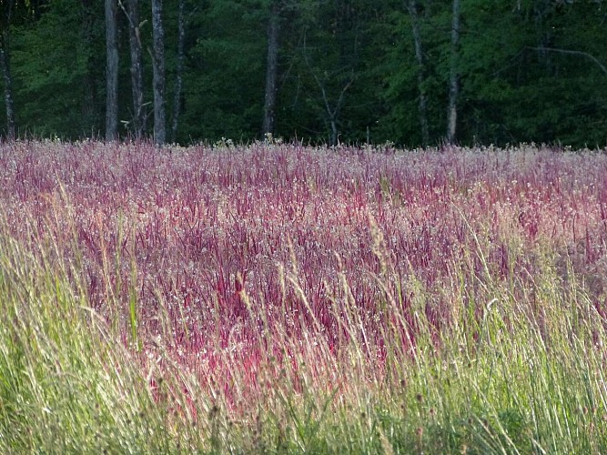 PNA_paysage_pré rouge (4)