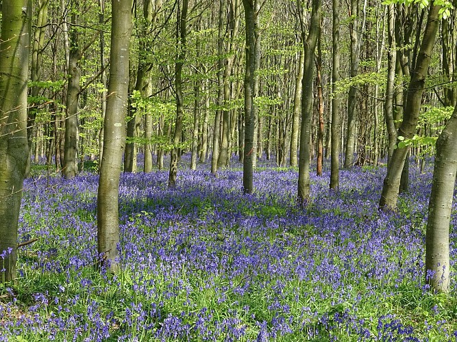 La Chapelle Saint Louis
