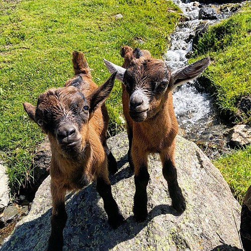 Chevreaux de la ferme d'alpages "Chez Pépé Nicolas"