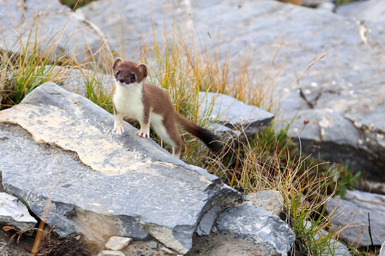 Signal loop from Ventelon_La Grave