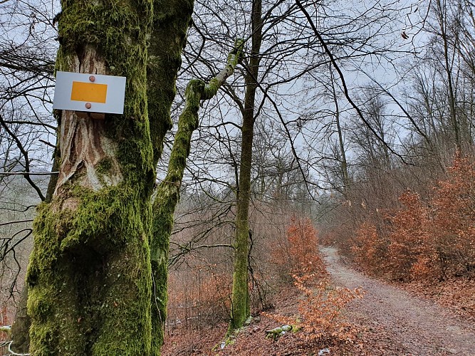 Alle prom Jeune Bois janv 21 hiver A Villeval (12)