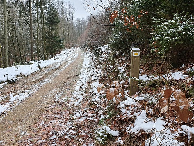 Alle prom Jeune Bois janv 21 hiver A Villeval (15)