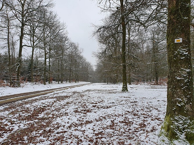 Alle prom Jeune Bois janv 21 hiver A Villeval (23)