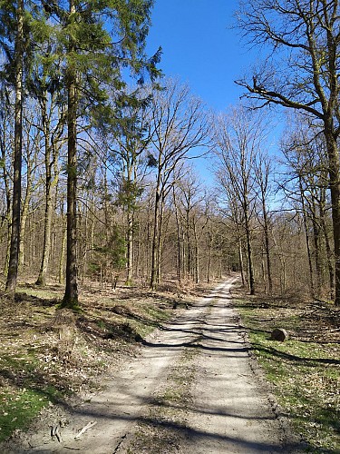 Vresse - Membre - Chêne à l'Image (2)