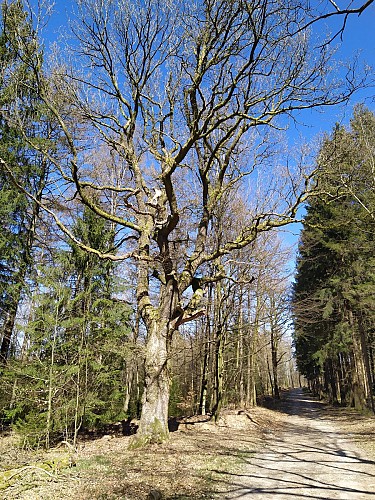 Vresse - Membre - Chêne à l'Image (3)