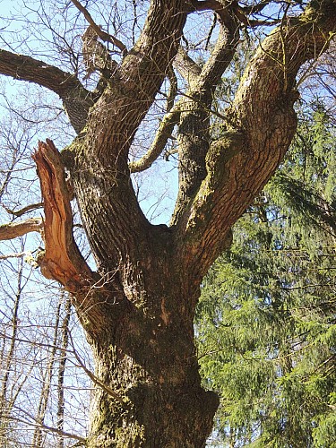 Vresse - Membre - Chêne à l'Image (14)