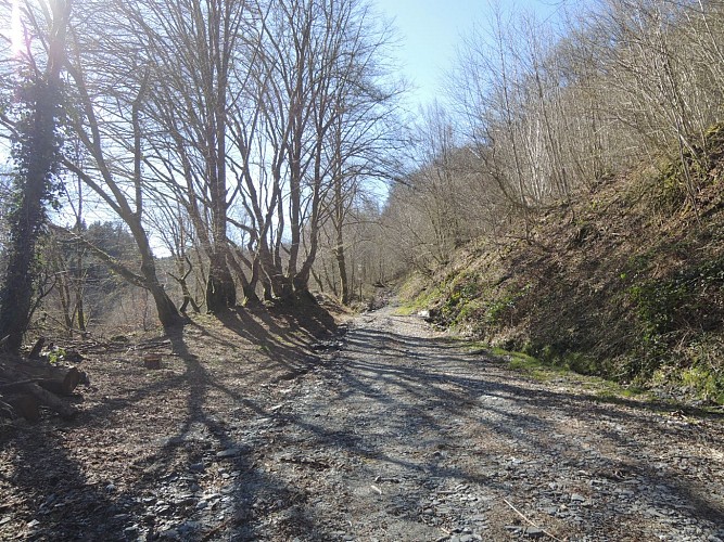 Vresse - Membre - Chêne à l'Image (6)