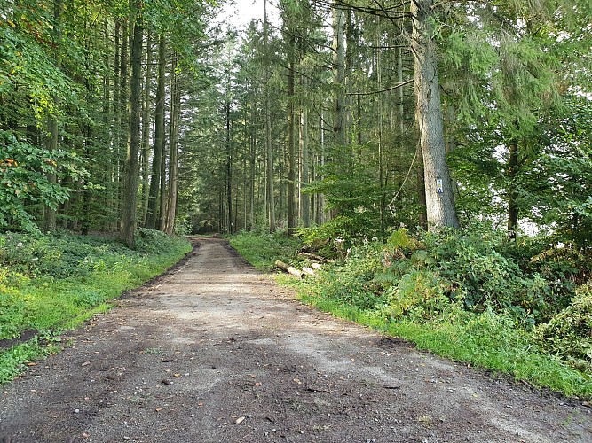 Paliseul VTT jaune Prom Périgé automne 21 AV (38)