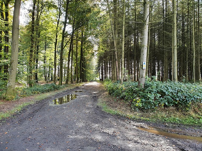 Paliseul VTT jaune Prom Périgé automne 21 AV (29)
