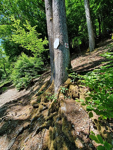 Rochehaut prom 29 balise mai 2020 AVilleval (18)