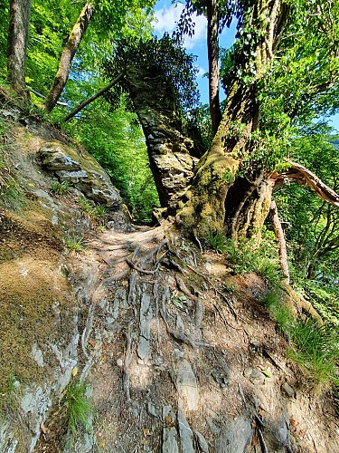 Rochehaut prom 29 roches schiste mai 2020 AVilleval (5)