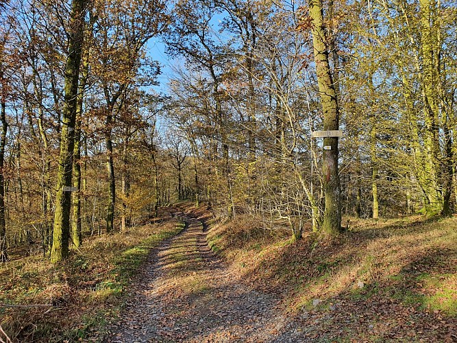 Bohan_prom Table fées automne 21 MTBA A Villeval (9)