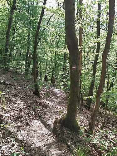 Bohan-2020-printemps-prom les Dolimarts-(AG) (6)