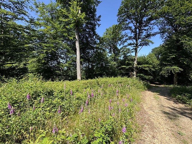 Tellin_promenade_du_bois_du_machi©MTFSH_TEXTO_Pascal_Willems_(24)