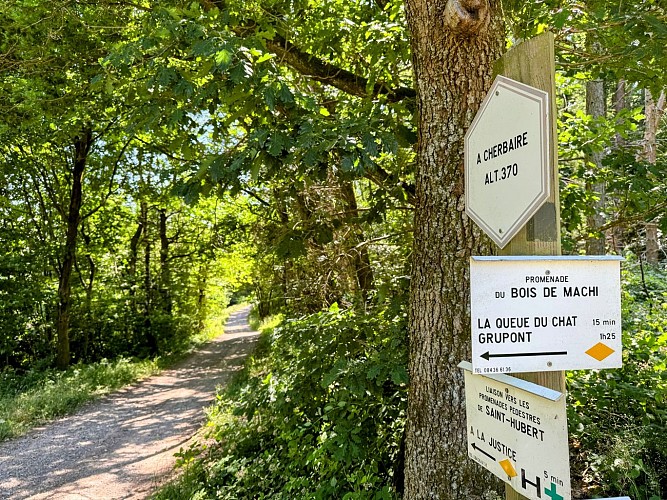 Tellin_promenade_du_bois_du_machi©MTFSH_TEXTO_Pascal_Willems_(33)