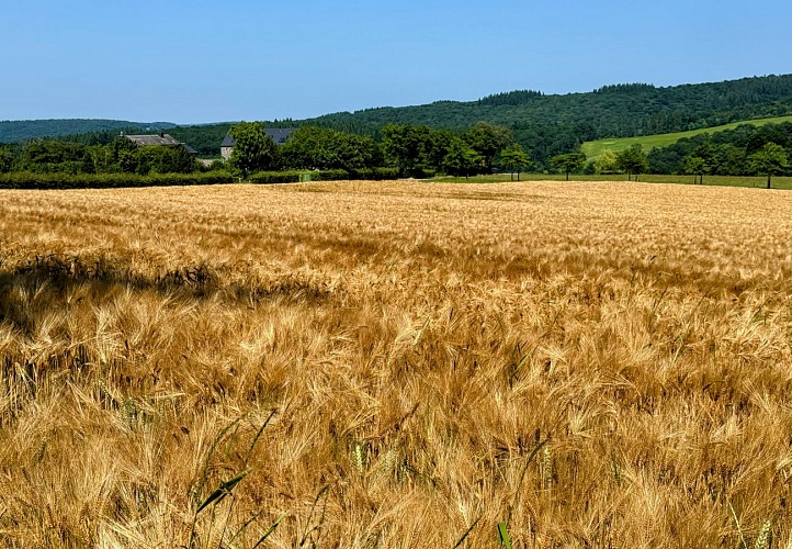 Tellin_promenade_du_bois_du_machi©MTFSH_TEXTO_Pascal_Willems_(32)