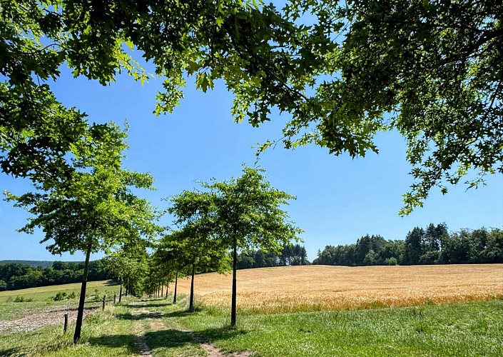 Tellin_promenade_du_bois_du_machi©MTFSH_TEXTO_Pascal_Willems_(78)