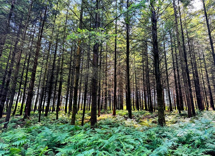 Tellin_promenade_des_alouins©MTFSH-TEXTO_Pascal_Willems_(112)