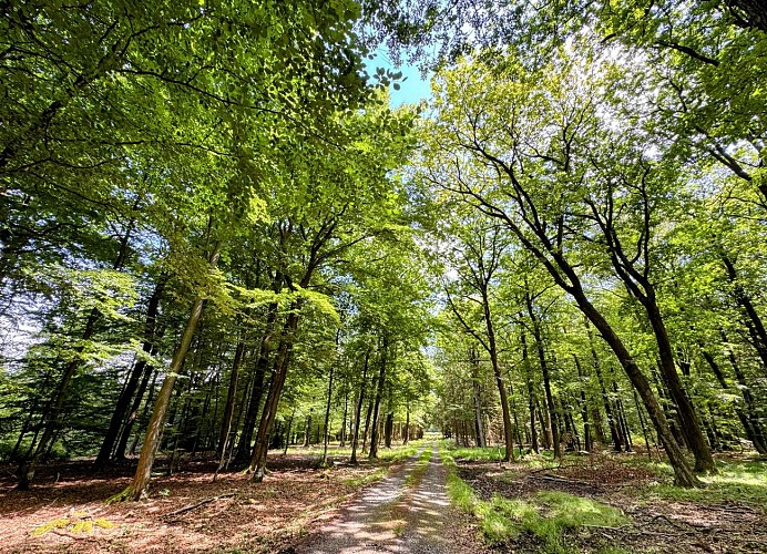 Tellin_promenade_des_alouins©MTFSH-TEXTO_Pascal_Willems_(15)