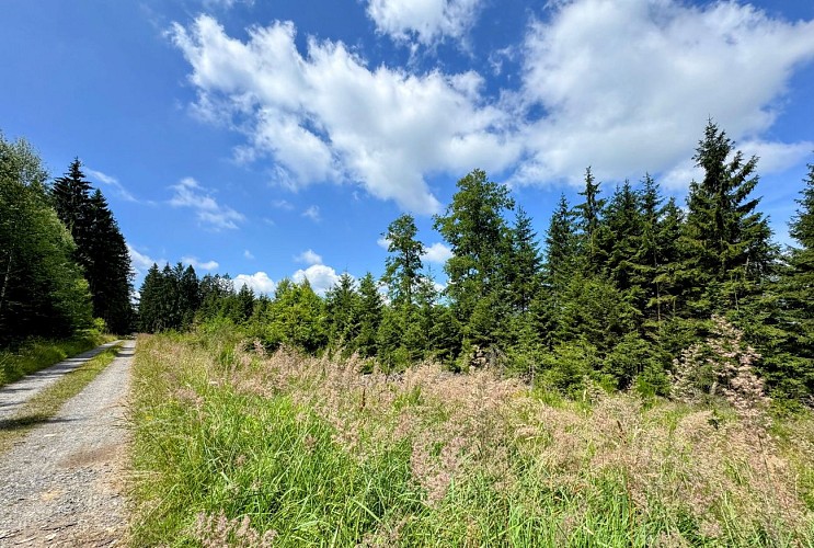 Tellin_promenade_des_alouins©MTFSH-TEXTO_Pascal_Willems_(19)