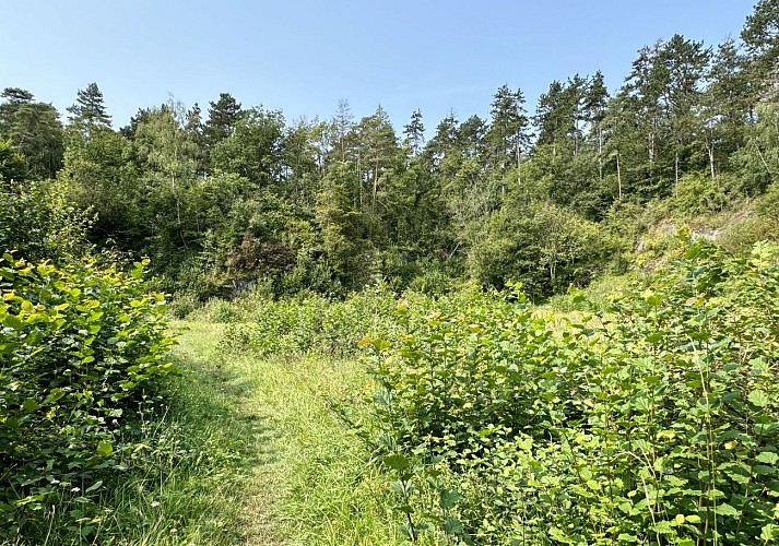 Promenade-des-hauts-de-lesse©MTFSH-TEXTO_Pascal_Willems_(106)