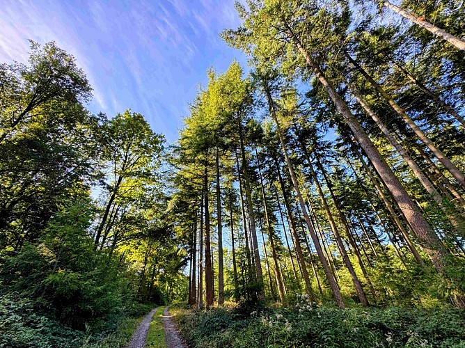 Wellin-coignimont©MTFSH-TEXTO Pascal Willems (40)