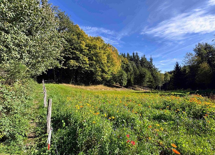 Wellin-coignimont©MTFSH-TEXTO Pascal Willems (96)