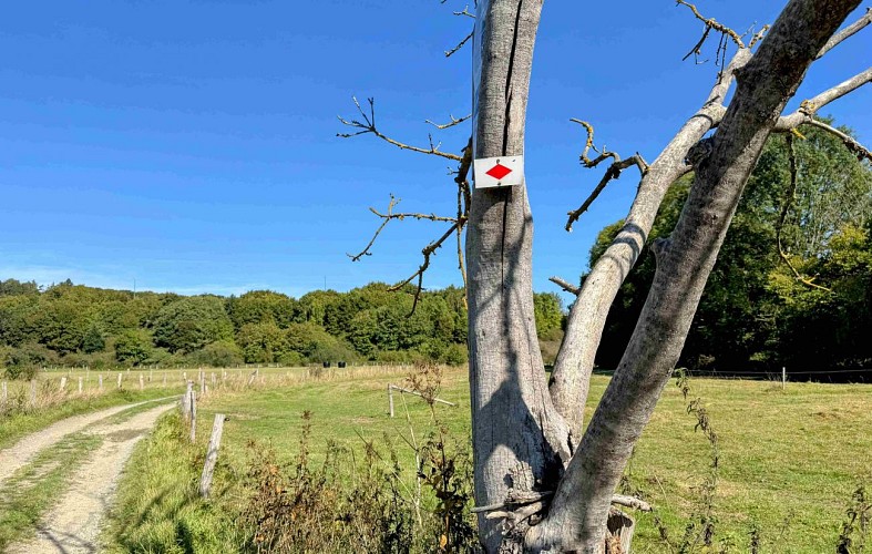 Wellin-outrelesse©MTFSH-TEXTO Pascal Willems (26)