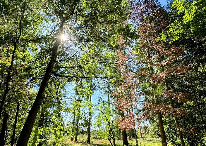 Wellin-outrelesse©MTFSH-TEXTO Pascal Willems (11)