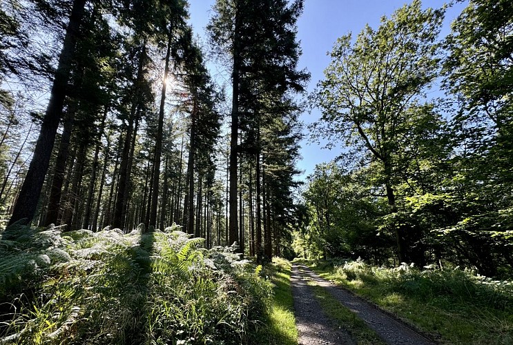 Promenade-croix-victoire©MTFSH_TEXTO_Pascal_Willems_(441)