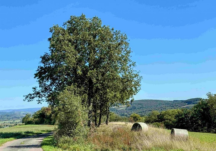 Wellin-promenade-de-molinchamps©MTFSH-TEXTO Pascal Willems (12)