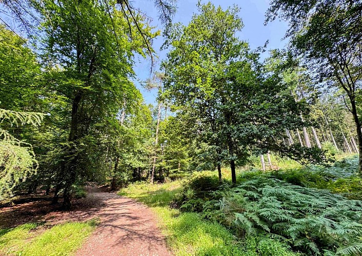 Sainthubert_vtt_foretduroialbert©MTFSH-TEXTO_Pascal_Willems_(55)