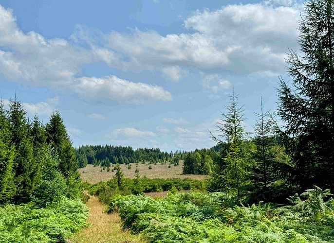 Sainthubert_vtt_foretduroialbert©MTFSH-TEXTO_Pascal_Willems_(25)