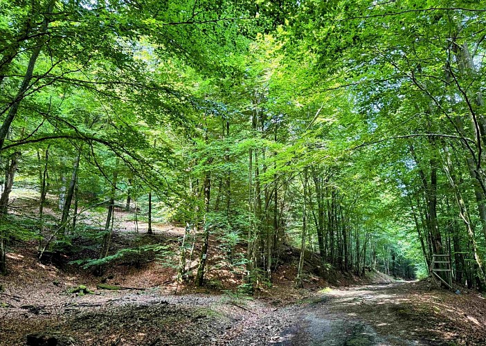 Sainthubert_vtt_foretduroialbert©MTFSH-TEXTO_Pascal_Willems_(50)